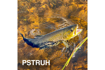 EVERYTHING FOR TROUTS